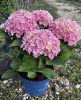 Kerti hortenzia - Hydrangea macrophylla Surfing Safari "Seaside Pink"