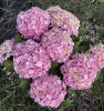 Kerti hortenzia - Hydrangea macrophylla Surfing Safari "Seaside Pink"