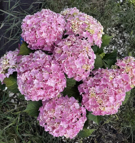 Kerti hortenzia - Hydrangea macrophylla Surfing Safari "Seaside Pink"