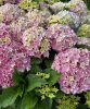 Kerti hortenzia - Hydrangea macrophylla Surfing Safari "Seaside Pink"