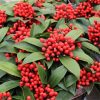 Japán dérbabér "termős" - Skimmia Japonica "Mamma Mia"