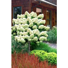Törzses Bugás hortenzia - Hydrangea paniculata ‘Limelight’ - Törzs 60 cm