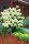 Törzses Bugás hortenzia - Hydrangea paniculata ‘Limelight’ - Törzs 60 cm