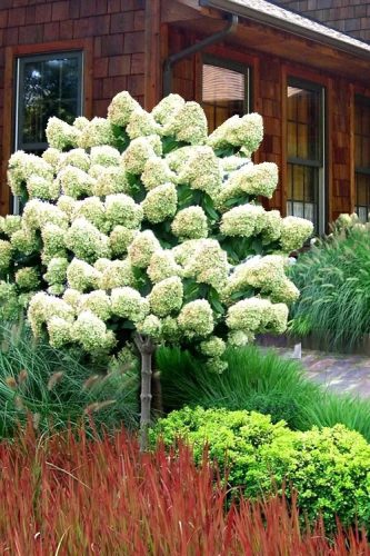Törzses Bugás hortenzia - Hydrangea paniculata ‘Limelight’ - Törzs 60 cm