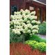 Törzses Bugás hortenzia - Hydrangea paniculata ‘Limelight’ - Törzs 60 cm