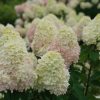 Törzses Bugás hortenzia - Hydrangea paniculata ‘Limelight’ - Törzs 60 cm