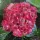 Kerti hortenzia - Hydrangea macrophylla "Rebelion Choco Love" Cs12