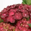 Kerti hortenzia - Hydrangea macrophylla "Rebelion Choco Love" Cs12