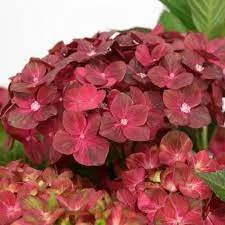 Kerti hortenzia - Hydrangea macrophylla "Rebelion Choco Love" Cs12