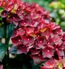 Kerti hortenzia - Hydrangea macrophylla "Rebelion Choco Love" Cs12