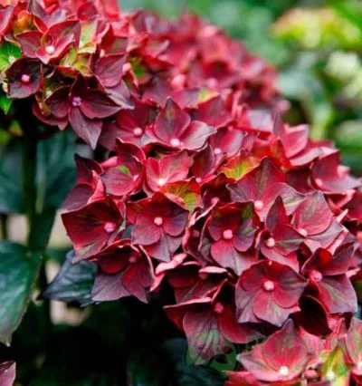Kerti hortenzia - Hydrangea macrophylla "Rebelion Choco Love" Cs12