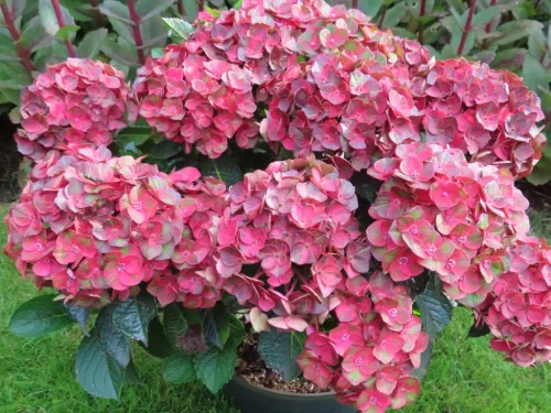 Kerti hortenzia - Hydrangea macrophylla "Rebelion Choco Love" Cs12