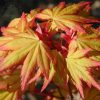 Japán juhar - Acer palmatum "Orange Dream" - Cs13