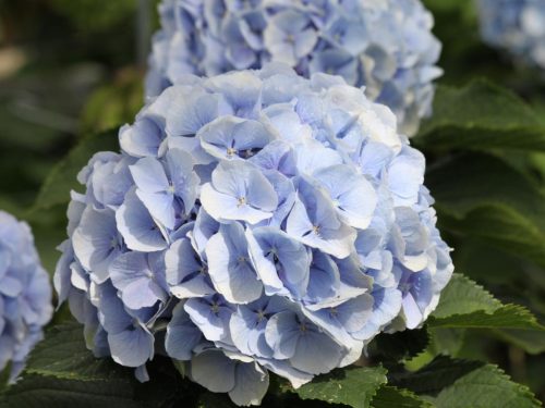 Kerti hortenzia - Hydrangea macrophylla 'Everbloom Blue Wonder"