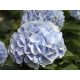 Kerti hortenzia - Hydrangea macrophylla 'Everbloom Blue Wonder"