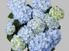 Kerti hortenzia - Hydrangea macrophylla 'Everbloom Blue Wonder"