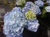 Kerti hortenzia - Hydrangea macrophylla 'Everbloom Blue Wonder"