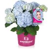 Kerti hortenzia - Hydrangea macrophylla 'Everbloom Blue Wonder"