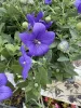 Léggömbvirág- Platycodon grandiflorus 'Codo Blue'