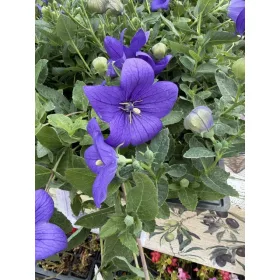   Léggömbvirág- Platycodon grandiflorus 'Codo Blue'