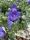 Léggömbvirág- Platycodon grandiflorus 'Codo Blue'