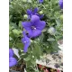 Léggömbvirág- Platycodon grandiflorus 'Codo Blue'