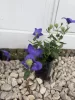 Léggömbvirág- Platycodon grandiflorus 'Codo Blue'