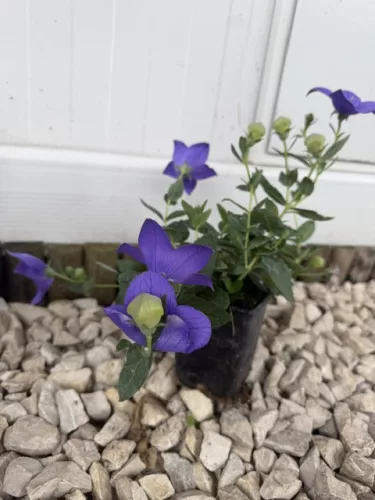 Léggömbvirág- Platycodon grandiflorus 'Codo Blue'