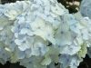 Kerti Hortenzia " Madame Emile Mouillere " - Hydrangea macrophylla