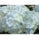 Kerti Hortenzia " Madame Emile Mouillere " - Hydrangea macrophylla