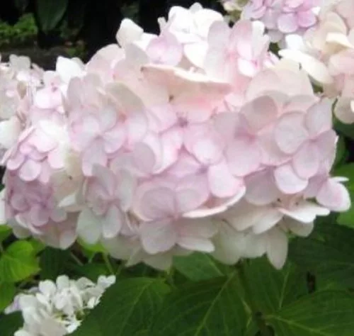 Kerti Hortenzia " Madame Emile Mouillere " - Hydrangea macrophylla