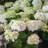 Kerti Hortenzia " Madame Emile Mouillere " - Hydrangea macrophylla