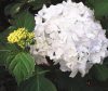 Kerti Hortenzia " Madame Emile Mouillere " - Hydrangea macrophylla