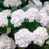 Kerti Hortenzia " Madame Emile Mouillere " - Hydrangea macrophylla