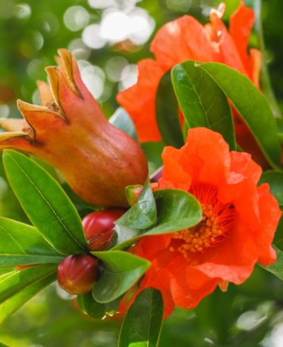 Gránátalma - Pinuca granatum