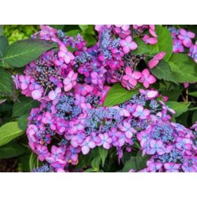   Fűrészeslevelű hortenzia - "Barca" - Hydrangea Serrata - Cs12