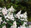 Bugás hortenzia - "Living Infinity" - Hydrangea Paniculata