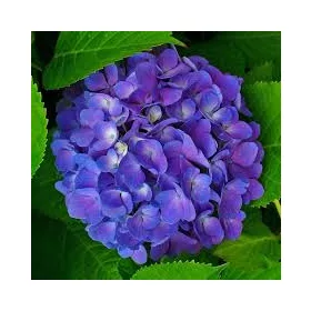 Kerti Hortenzia "Lilés kék " - Hydrangea macrophylla