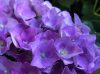 Kerti Hortenzia "Lilés kék " - Hydrangea macrophylla