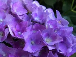 Kerti Hortenzia "Lilés kék " - Hydrangea macrophylla