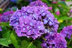 Kerti Hortenzia "Lilés kék " - Hydrangea macrophylla
