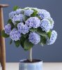 Beltéri Törzses hortenzia - Hydrangea Macrophylla Magical Revolution - Blue