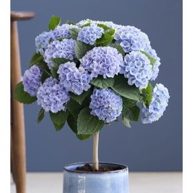   Beltéri Törzses hortenzia - Hydrangea Macrophylla Magical Revolution - Blue