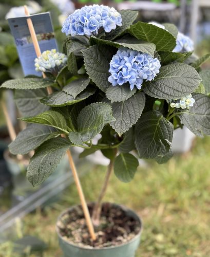 Beltéri Törzses hortenzia - Hydrangea Macrophylla Magical Revolution - Blue