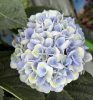 Beltéri Törzses hortenzia - Hydrangea Macrophylla Magical Revolution - Blue