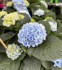 Beltéri Törzses hortenzia - Hydrangea Macrophylla Magical Revolution - Blue