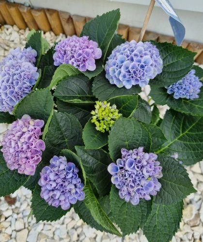 Beltéri Törzses hortenzia - Hydrangea Macrophylla Magical Revolution - Blue