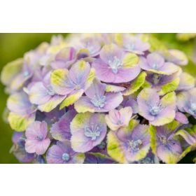 Kerti Hortenzia " Magical Jewel Blue" - Hydrangea macrophylla