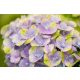 Kerti Hortenzia " Magical Jewel Blue" - Hydrangea macrophylla