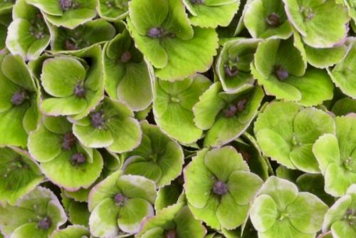 Kerti Hortenzia " Magical Jewel Blue" - Hydrangea macrophylla